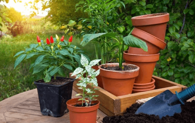 How to Choose the Right Plants for Your Garden