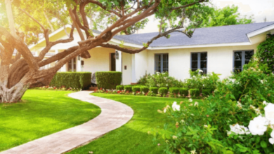 How to Maintain a Healthy Lawn Year-Round