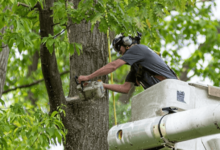 How to Choose a Reliable Tree Removal Service