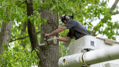 How to Choose a Reliable Tree Removal Service