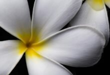 exploring flower drawing techniques