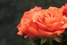 flor and rosas details