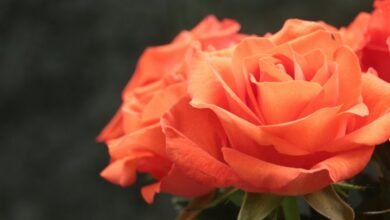 flor and rosas details