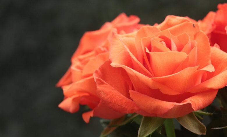 flor and rosas details