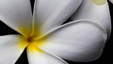 flower drawing understanding facil
