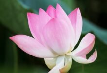 overview of htfenum concepts