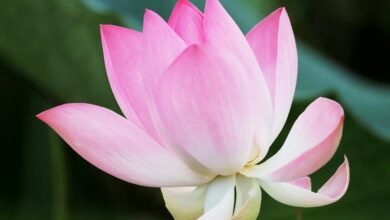 overview of htfenum concepts